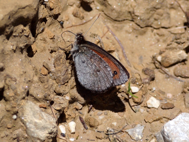 Erebia